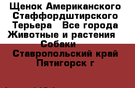 Щенок Американского Стаффордштирского Терьера - Все города Животные и растения » Собаки   . Ставропольский край,Пятигорск г.